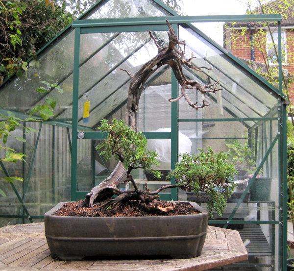 juniper bonsai